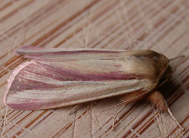 Pink Streak